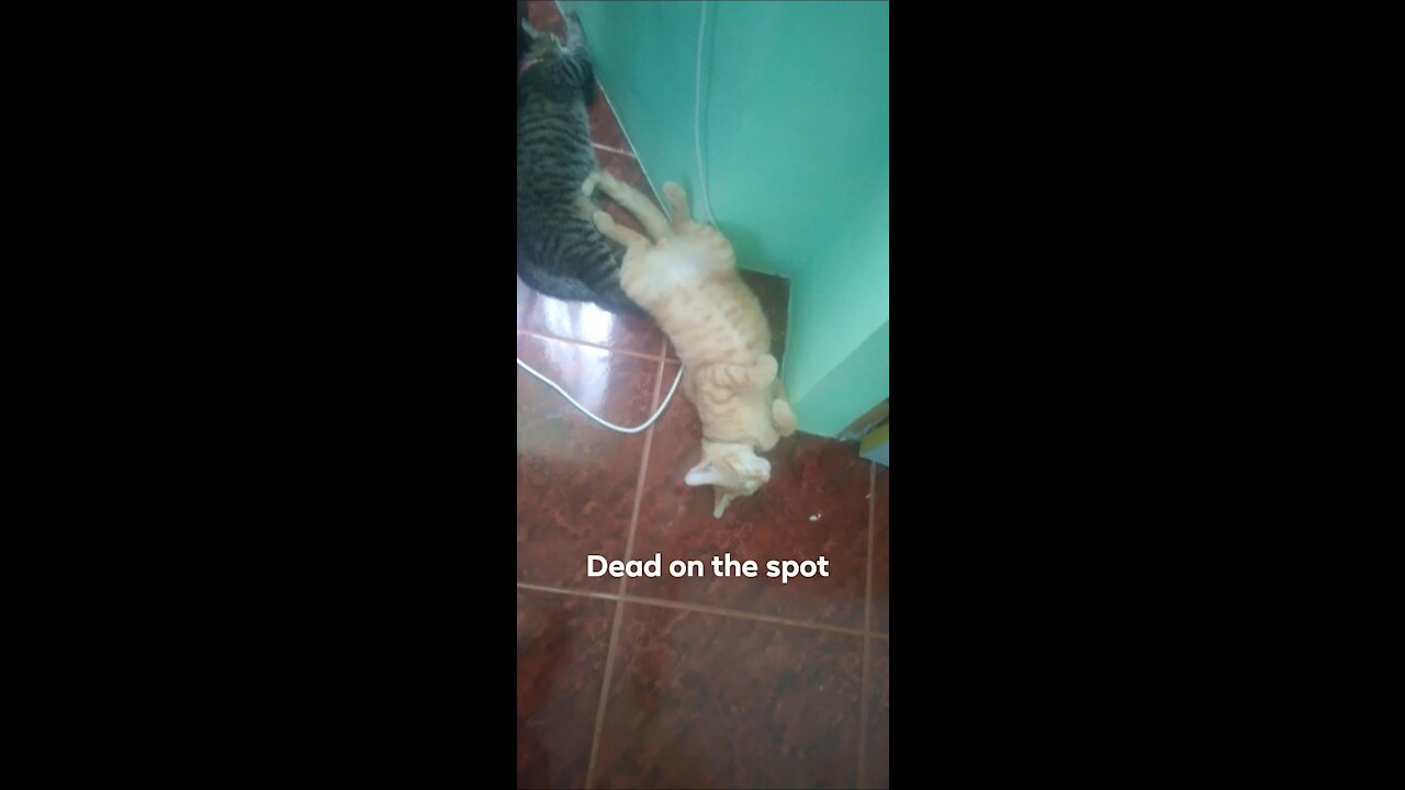 Cat Licks his Body after done eating, and sleep like no ordinary...