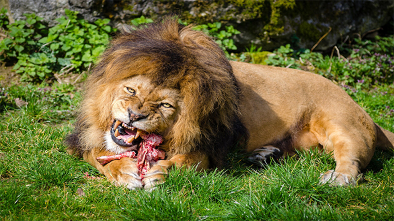 Lion hunting hyena