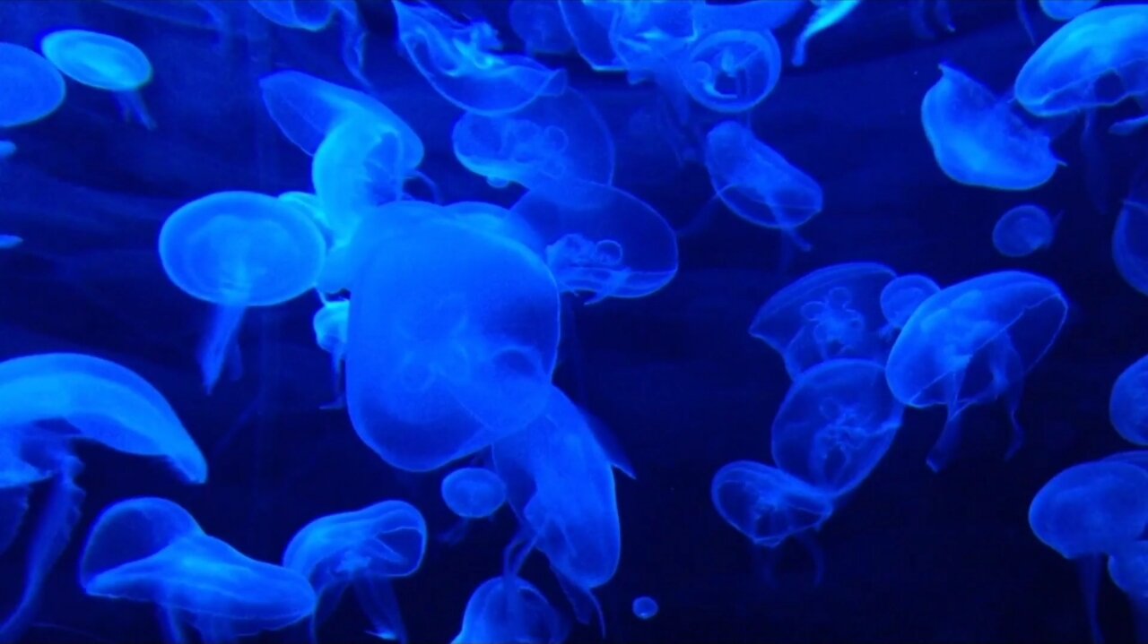 Exotic Jellyfish