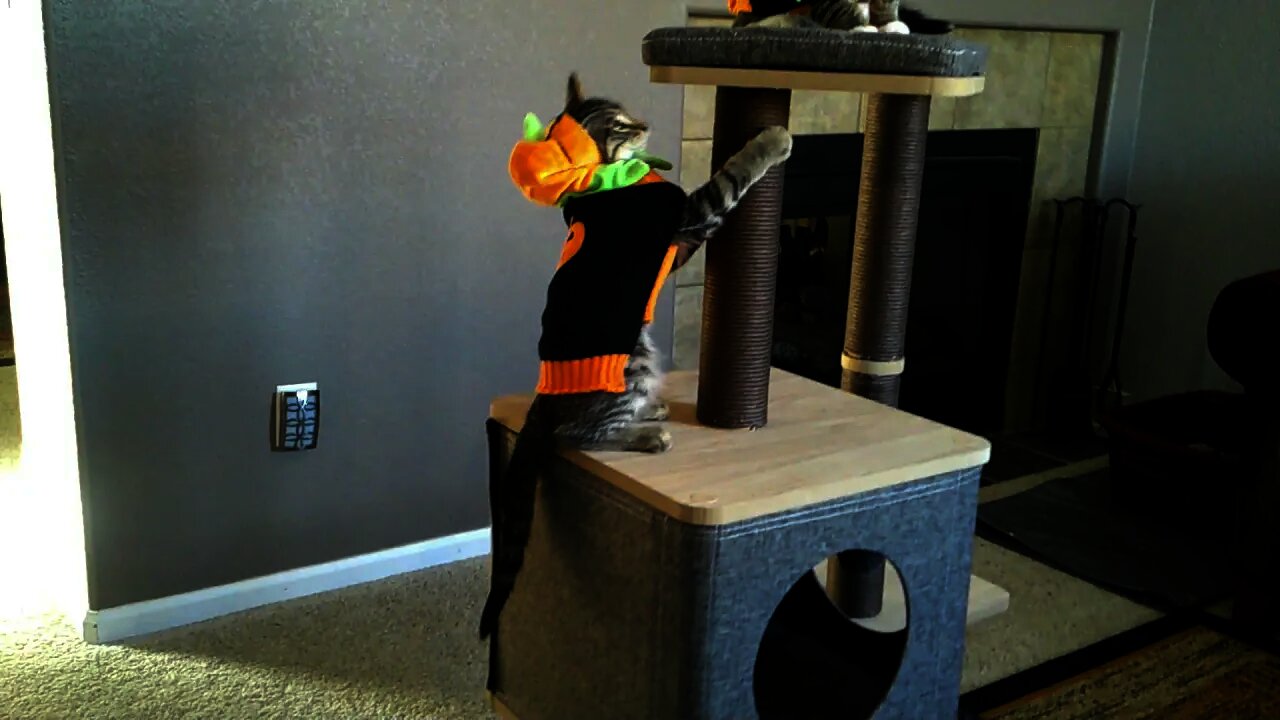 Cute Cats Try On Halloween Costumes and Test Out Kitty Condo