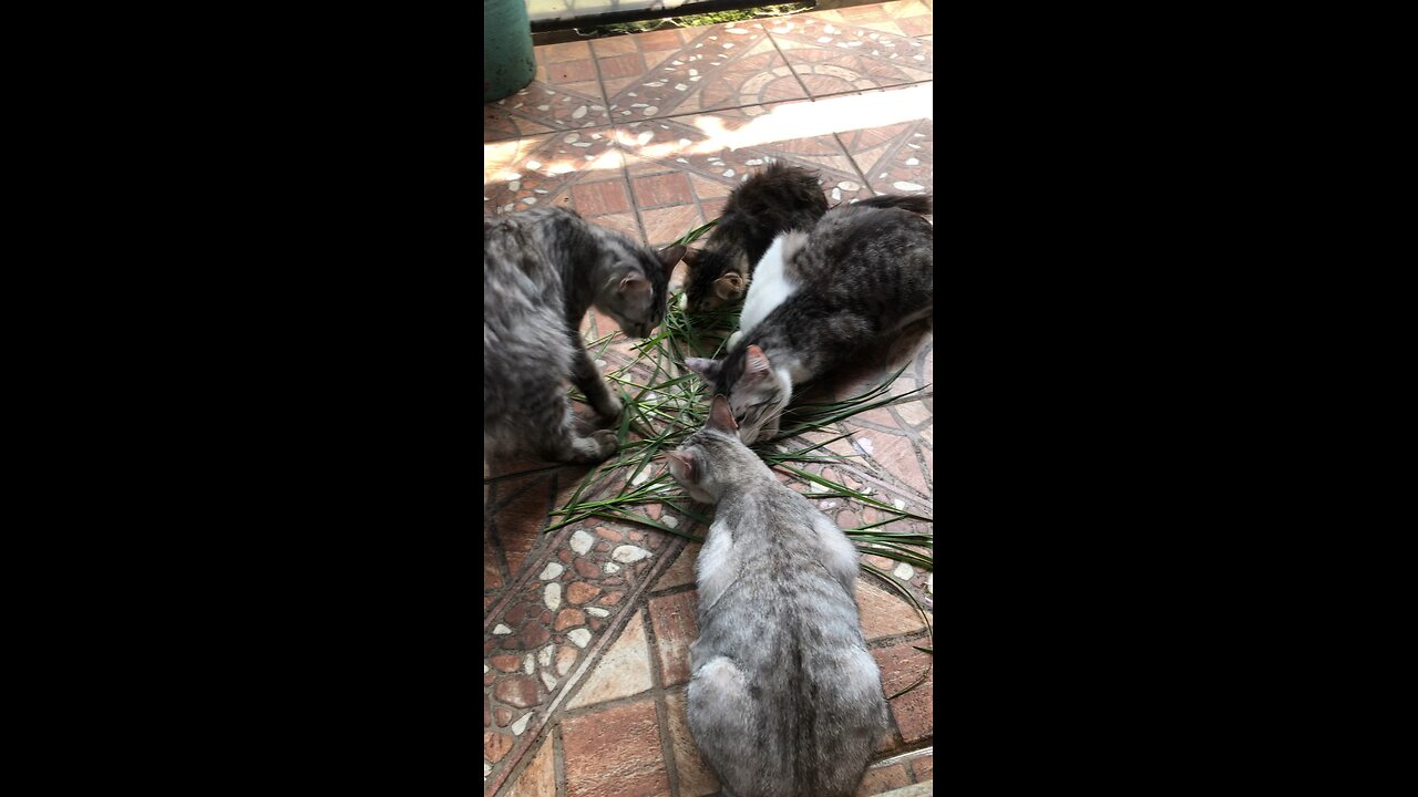 Kucing makan rumput