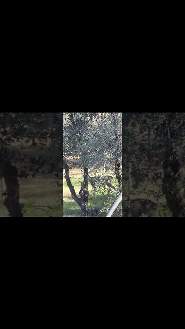 and another deer