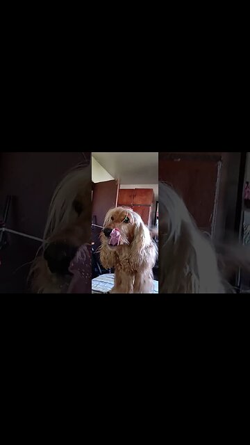 #dogshow , #animals , #dogs , #shorts