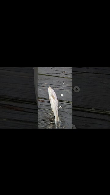 Not enough Kingfish lately ahhhhh 😩