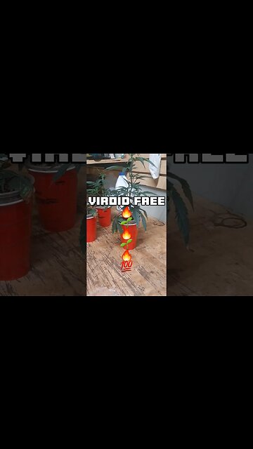 What a...RELIEF!!! ... 🔥 ... Dude Grows