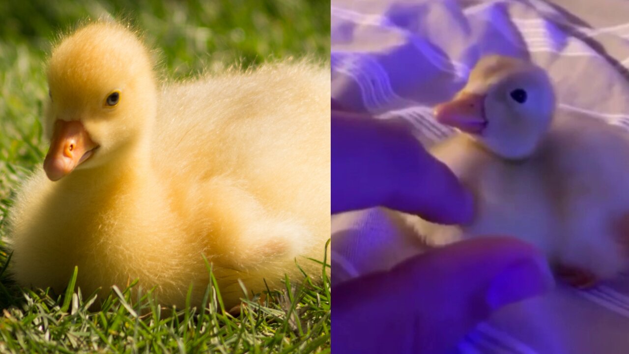 Cute little Duckling likes to be pet