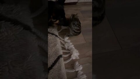 Giant German Shepherd loves tiny kitten