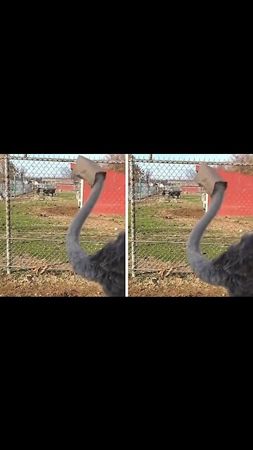 Ostrich ends up with its head trapped inside a cardboard bag