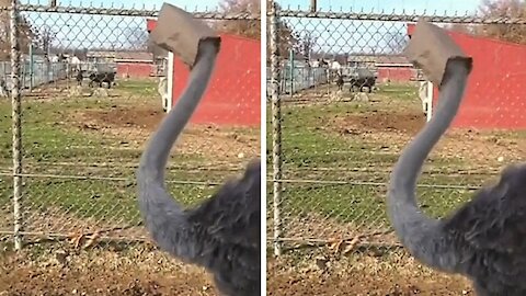 Ostrich ends up with its head trapped inside a cardboard bag
