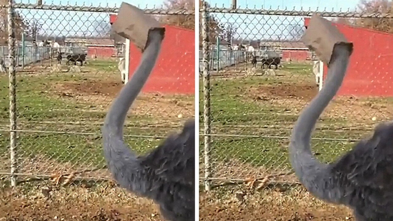 Ostrich ends up with its head trapped inside a cardboard bag