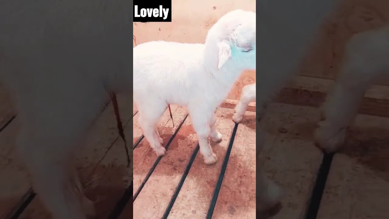 Goats..
