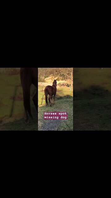 Horses spot missing livestock guardian #maremma #livestockguardiandog #brumbies
