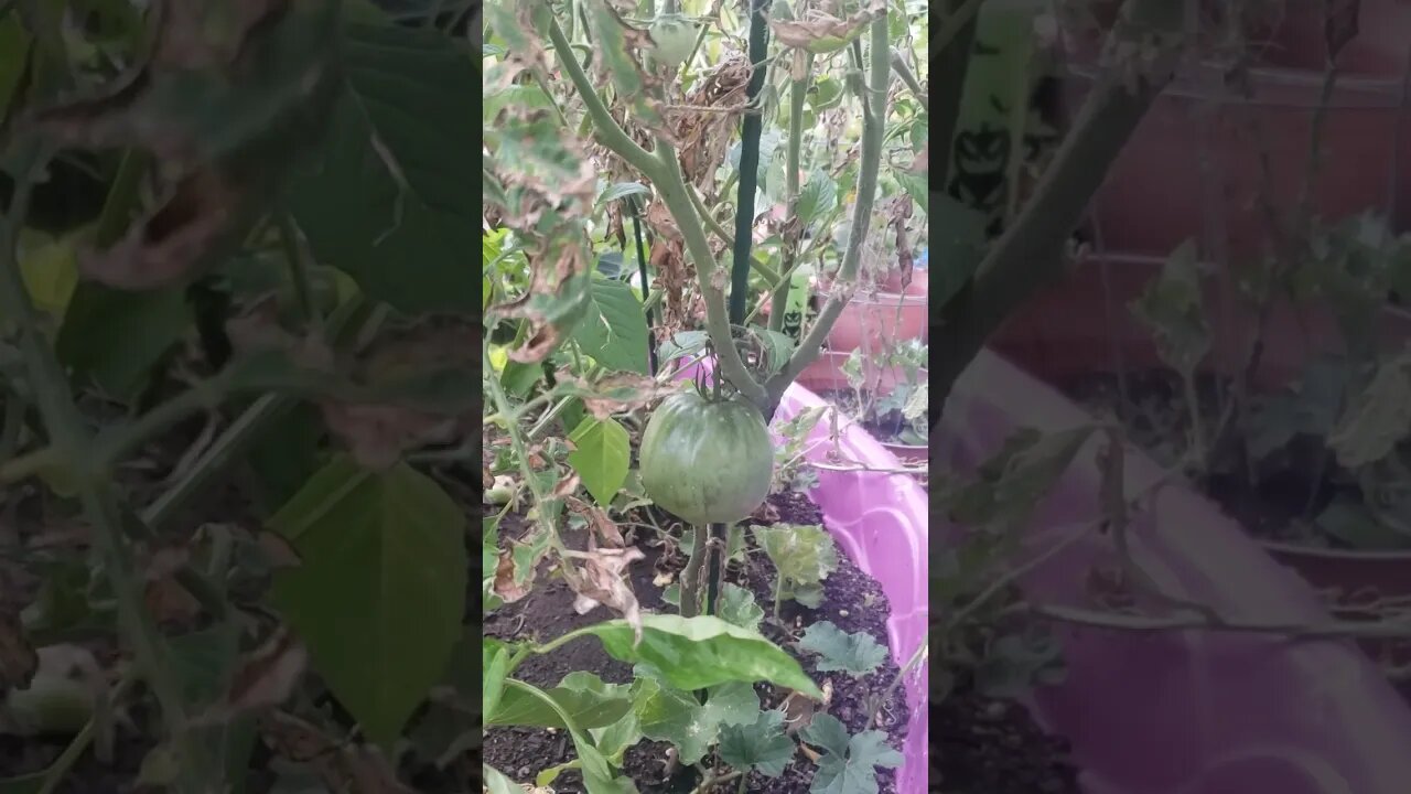 Record Breaking Giant Tomato?