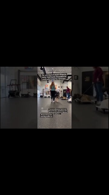 The Story Matters #dog