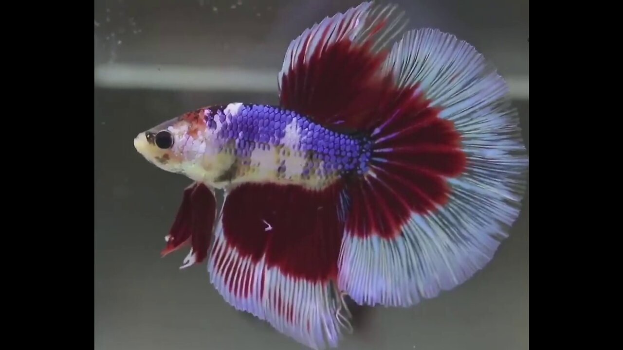 Exotic Halfmoon Koi and Marble Betta