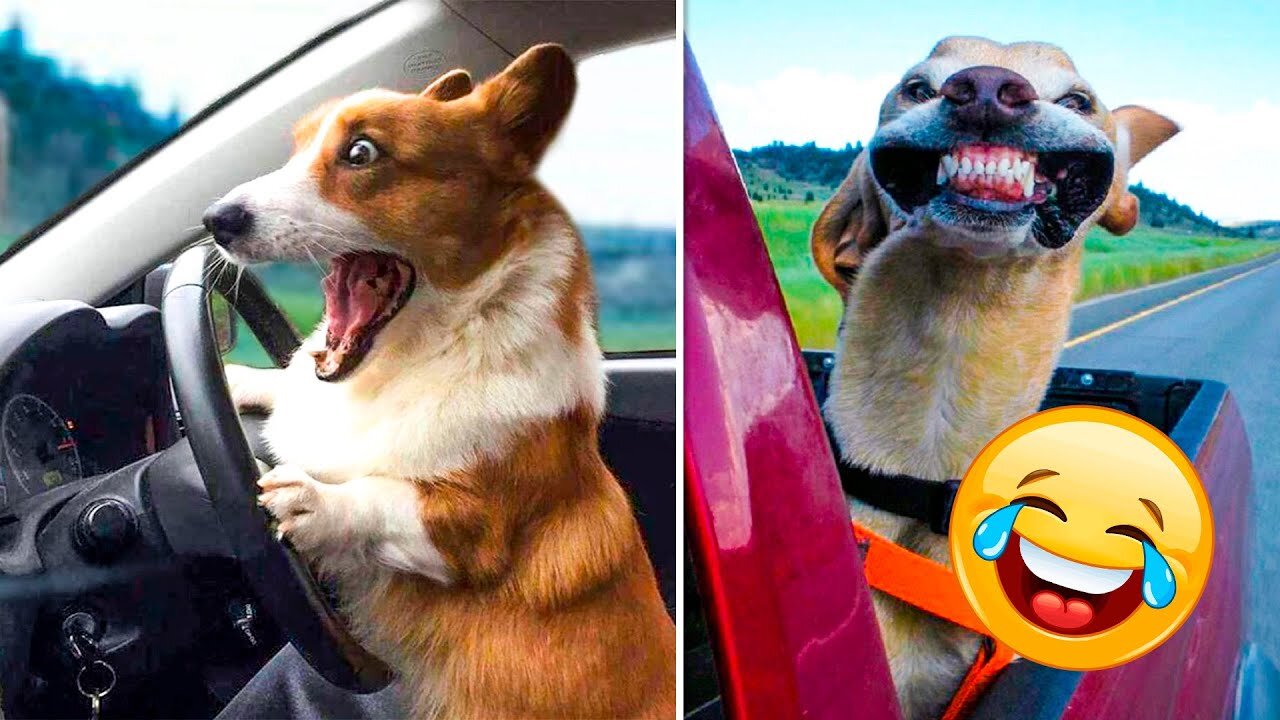 WORLD BEST FUNNIEST🤣 Animal vs dog vs men 🤣 funny video> Don't Try Laughing 🤣 clips