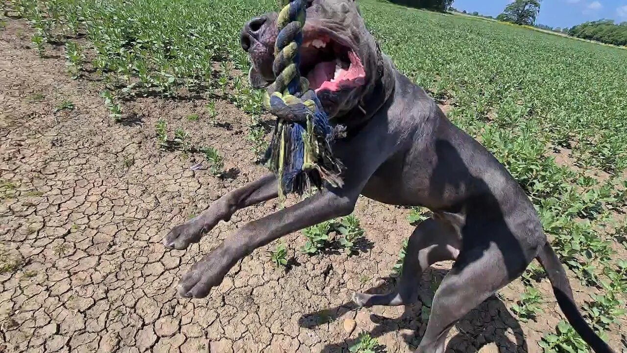 Bruce The Puppy Cane Corso 50 KG 110 Lbs 10.5 Months Old TUG OF WAR