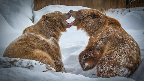 The Art of Grizzly Wrestling