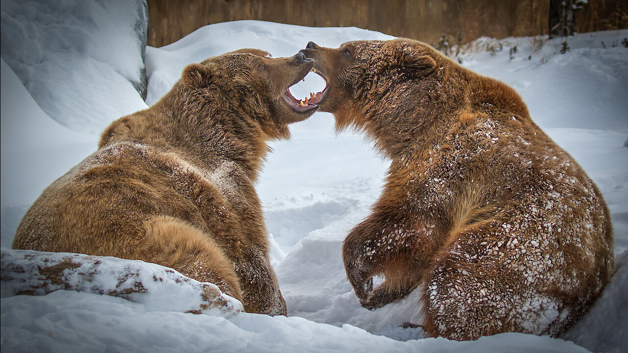 The Art of Grizzly Wrestling