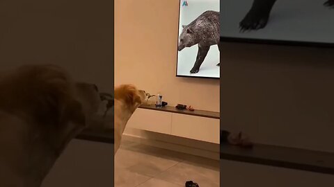 Where'd he go..🐕📺😅 #shorts #animals