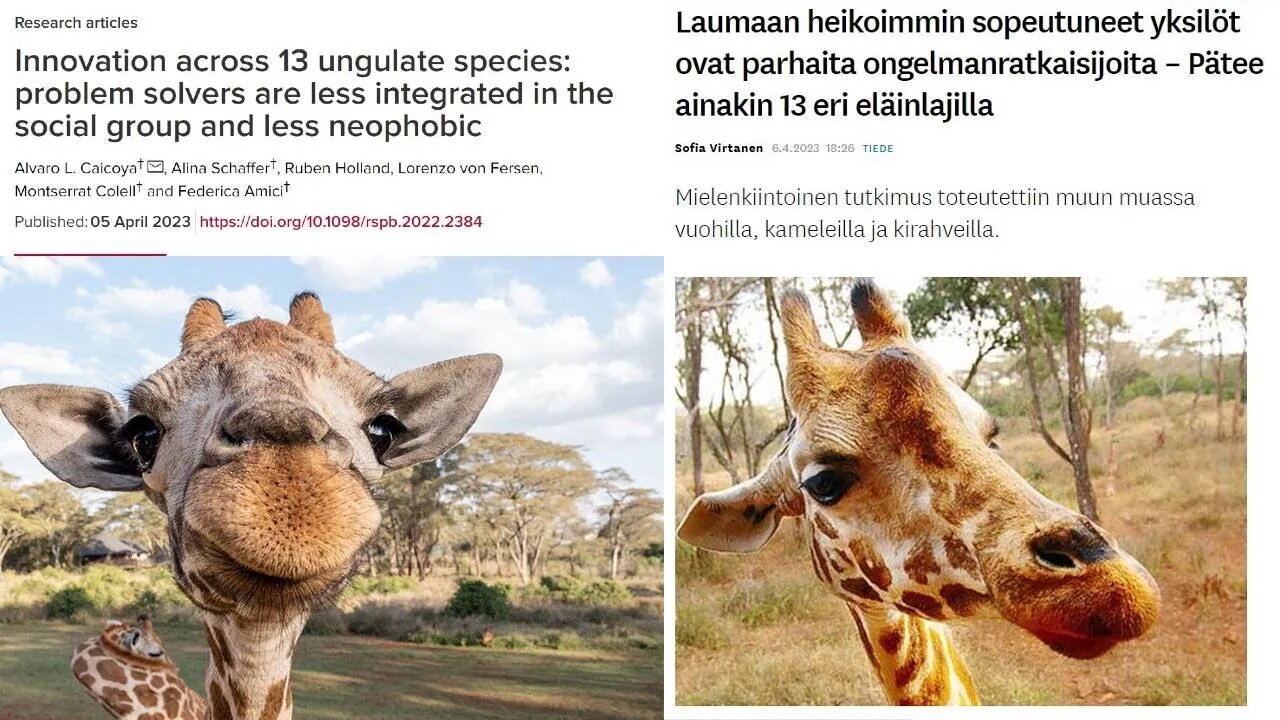 Autistic Giraffes Are Better At Problem-Solving Than Neurotpical Ones