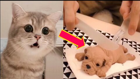 funny cat reaction 😂🤣