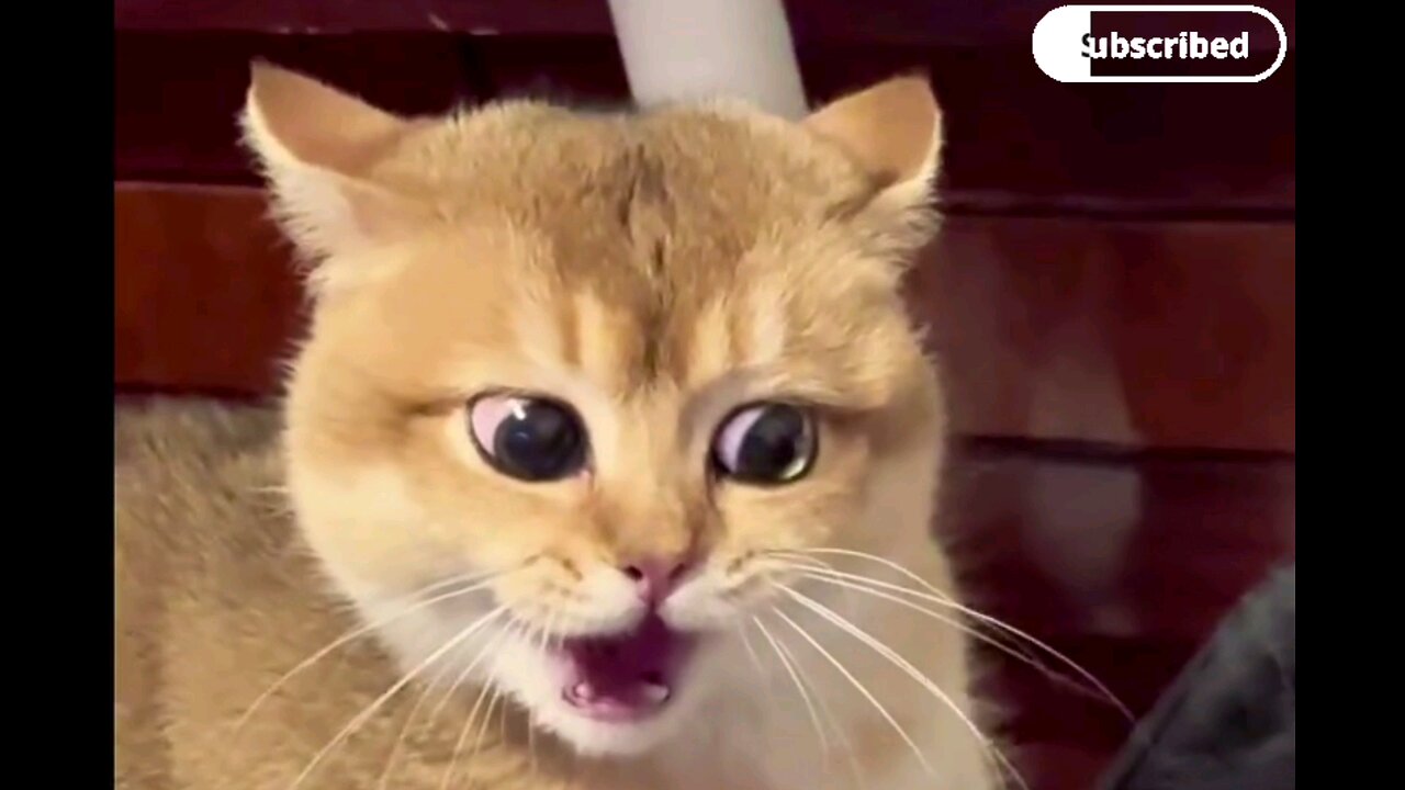 cute funny cat meow original amazing sound🤣