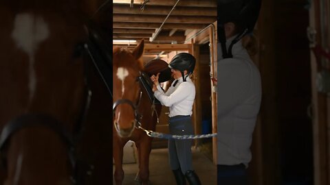 #Shorts #Animals #Horse #Adorable #Lovable #Peace #Caring #Affection #Benevolent