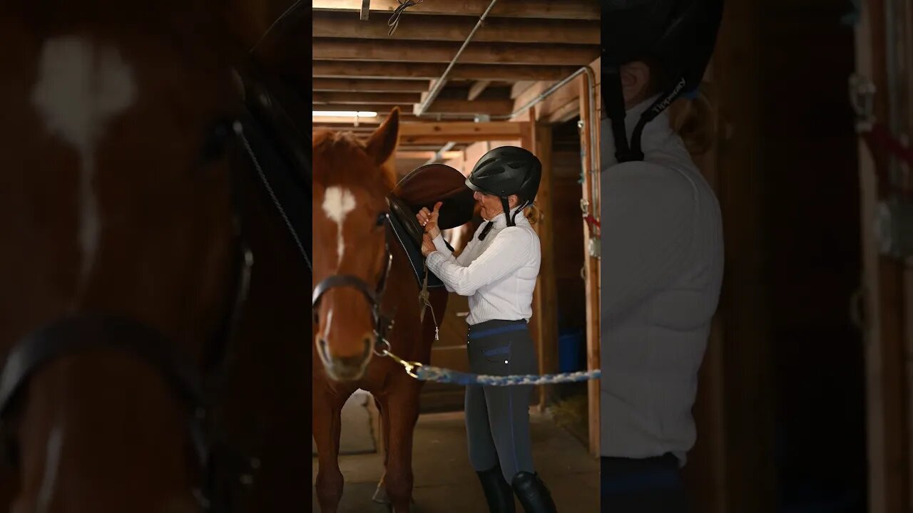 #Shorts #Animals #Horse #Adorable #Lovable #Peace #Caring #Affection #Benevolent