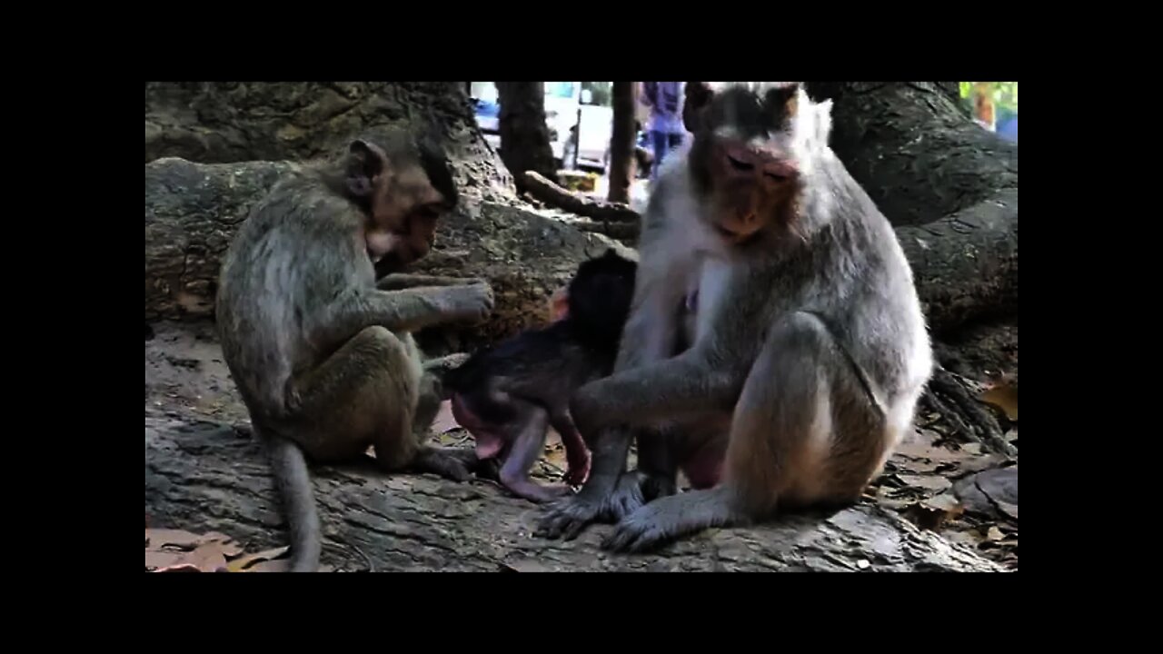 Mama Take Care Her New Born Baby Adorable #bbmonkeys