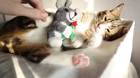 Funny Cat Gives Bunny Kicks to His Toy Mouse