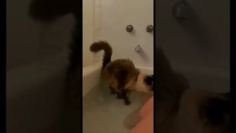 Kitty Bath tiktok trashbinkitty