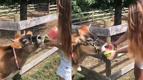 Adorable cow eating watermelon 🍉