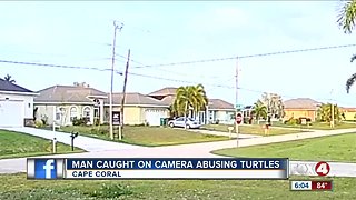 Man reportedly throws and kicks turtles in Cape Coral, investigation under way