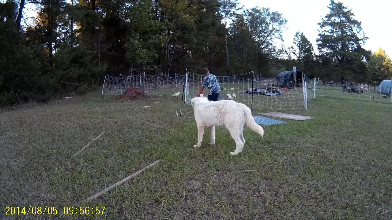 when you have goats!