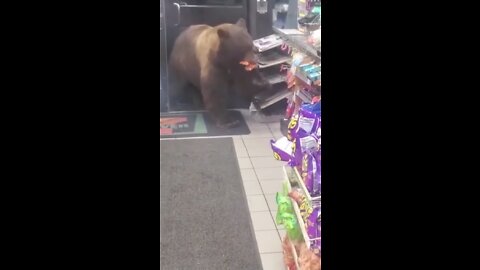 Wild bear steals from convenience store