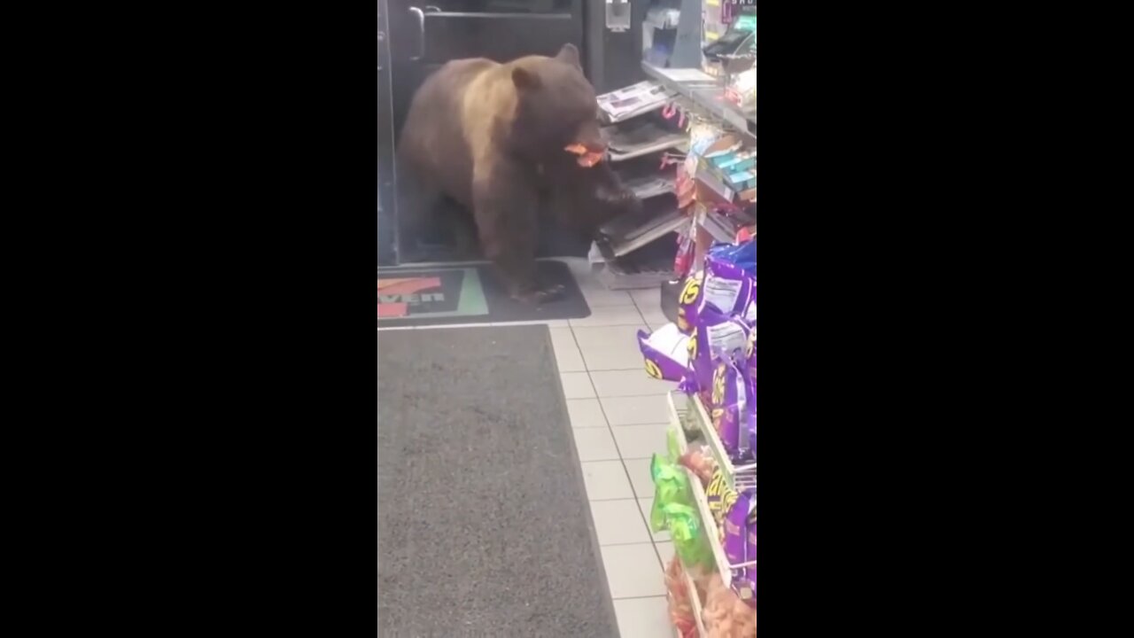 Wild bear steals from convenience store