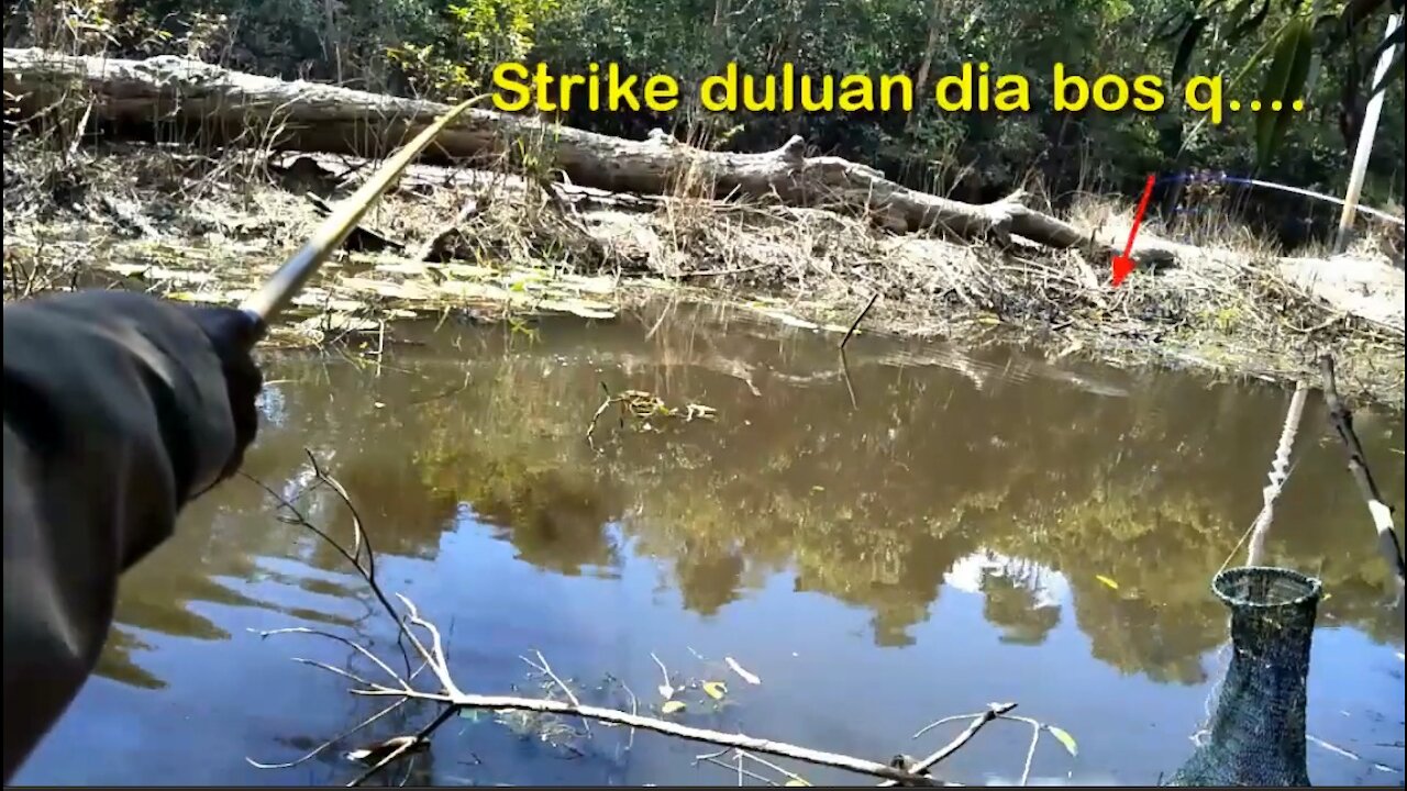 Mancing Ikan Betok di Lokasi yang Sama tapi Hasilnya Berbeda