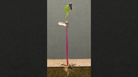 Plant Life Tiktok baobeii1206