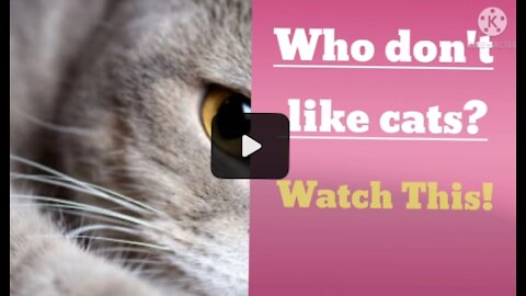 Who Don't like cats? Watch This