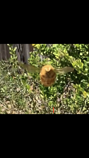 Bumble Bee faces off with camera