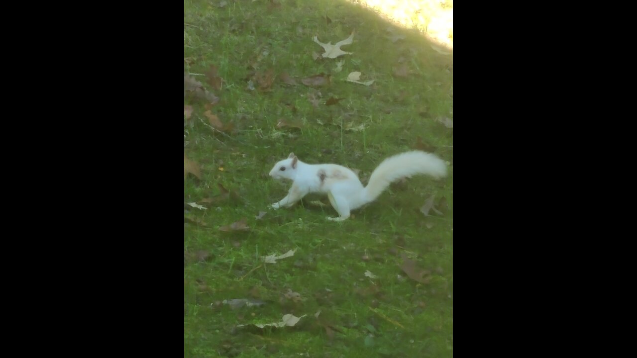 White Squirrel