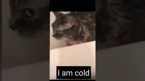 Funny cat says "I am coold". cat can talk ☺