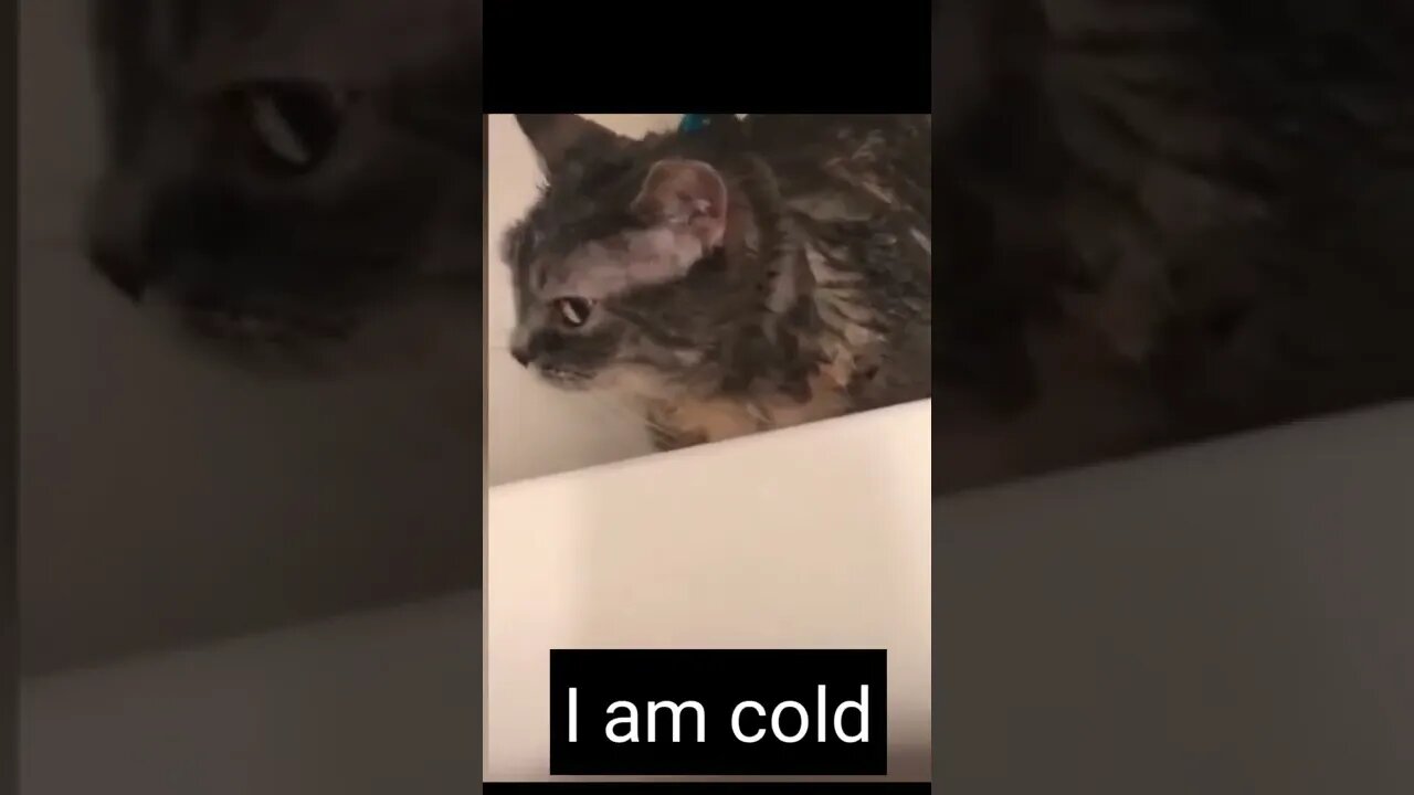Funny cat says "I am coold". cat can talk ☺