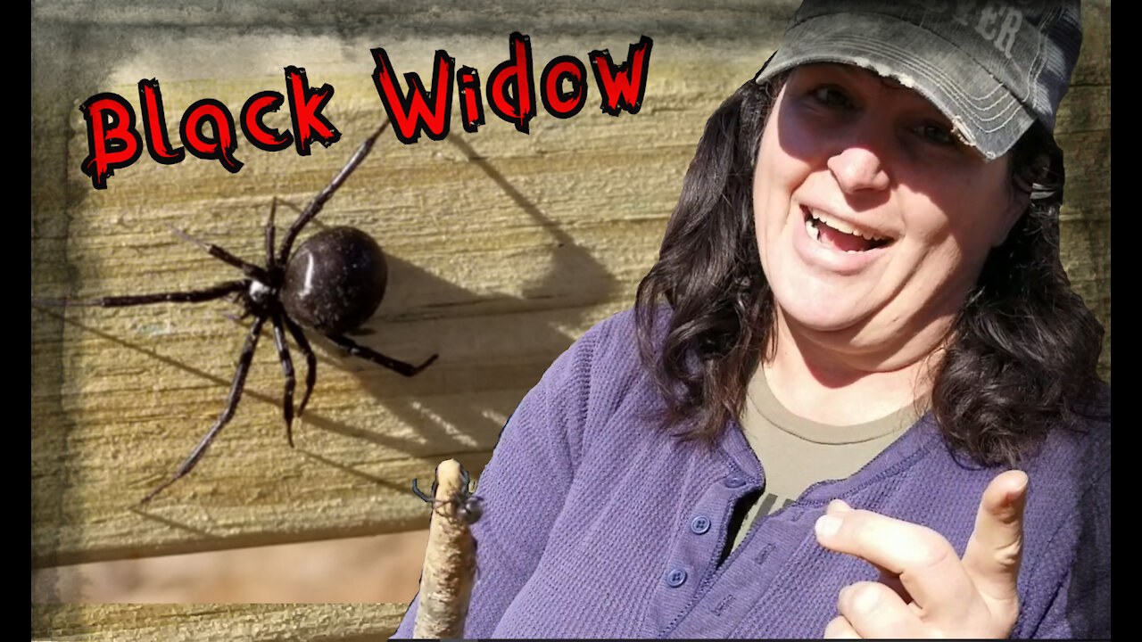 The Black widow