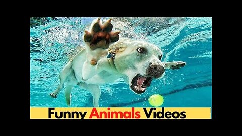 Funniest Animals - Best Of The 2022 Funny Animal Videos