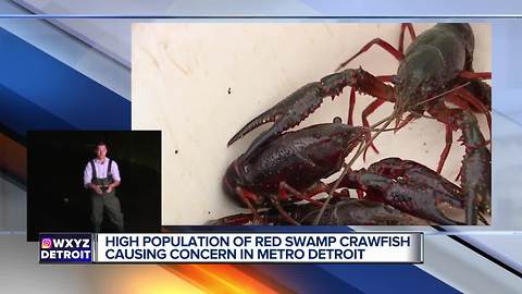 High population of red swamp crayfish causing concern in metro Detroit