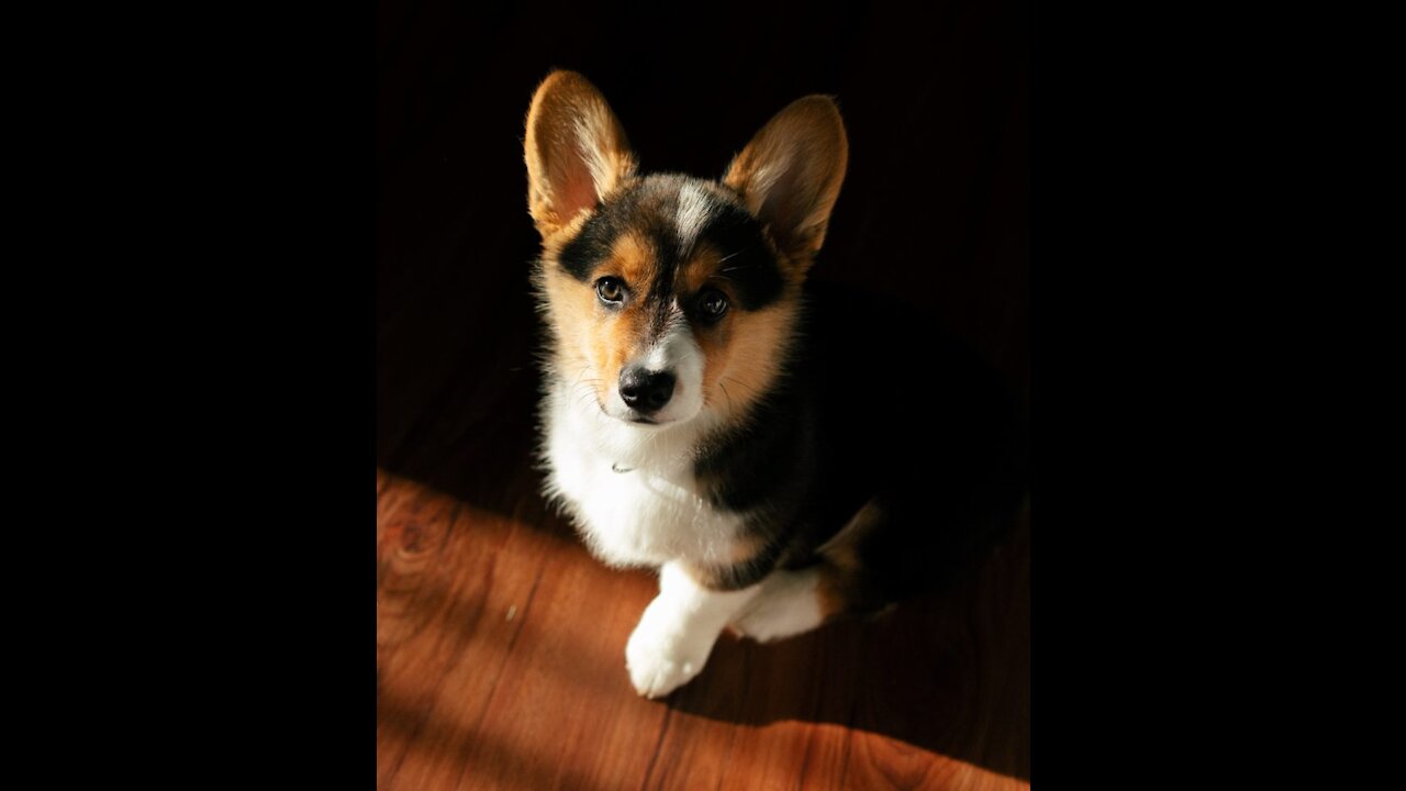 My corgi fun #short