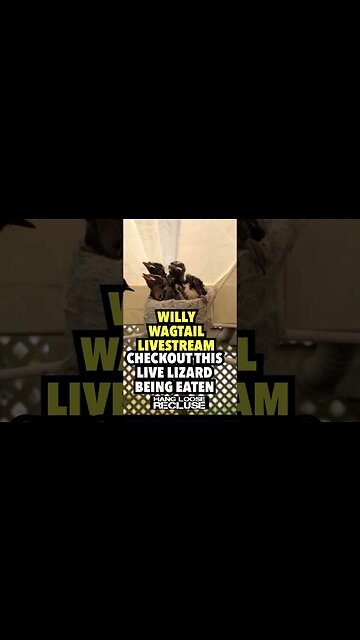 Willy Wagtail Feeds a Live Lizard to its offspring | HLR Livestream Highlight
