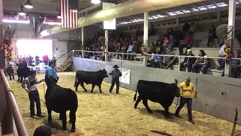 2021 Preston County Buckwheat Festival Beef Showmanship